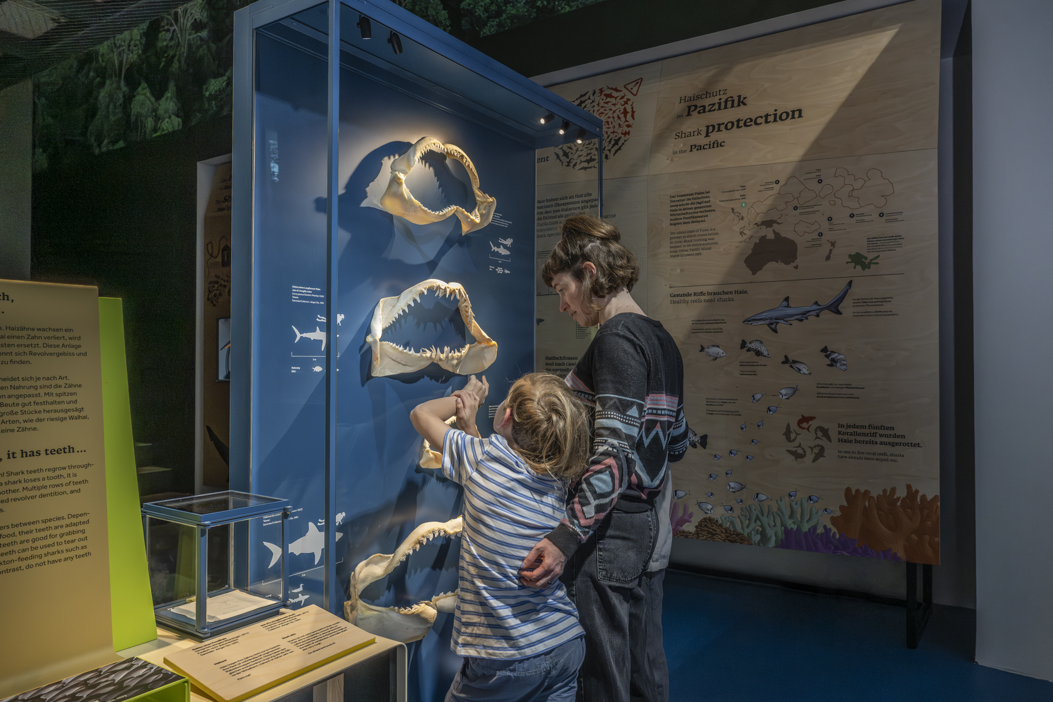 Der blaue Kontinent_Haischutz im Bereich Ressourcennutzung (c) Übersee-Museum Breme_Volker Beinhorn