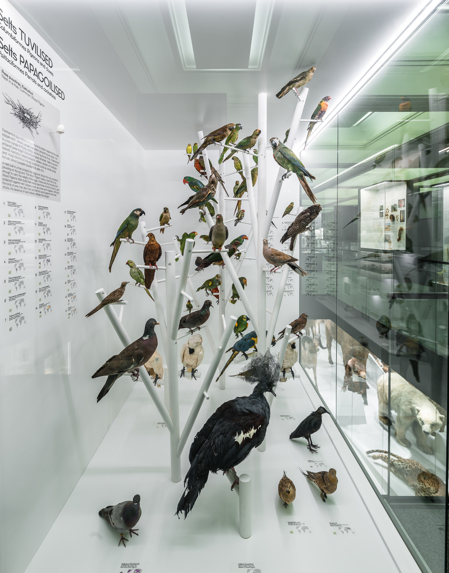 Tartu Natural History Museum. Multimedia design and fit-out by Motor