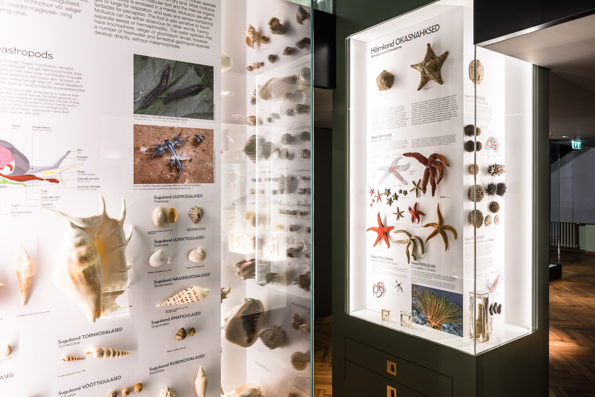 Tartu Natural History Museum. Multimedia design and fabrication by Motor
