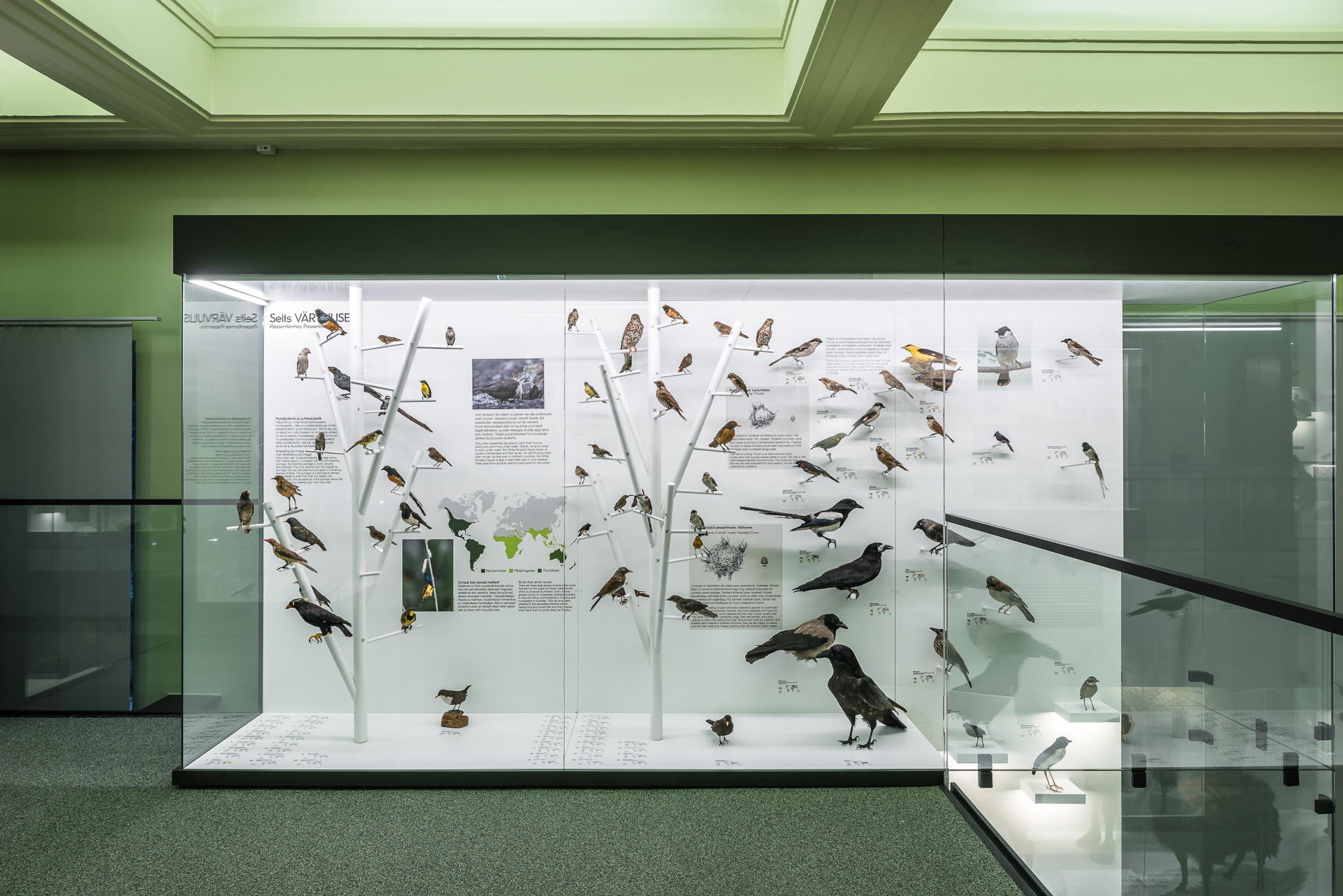 Tartu Natural History Museum. Multimedia design and fabrication by Motor