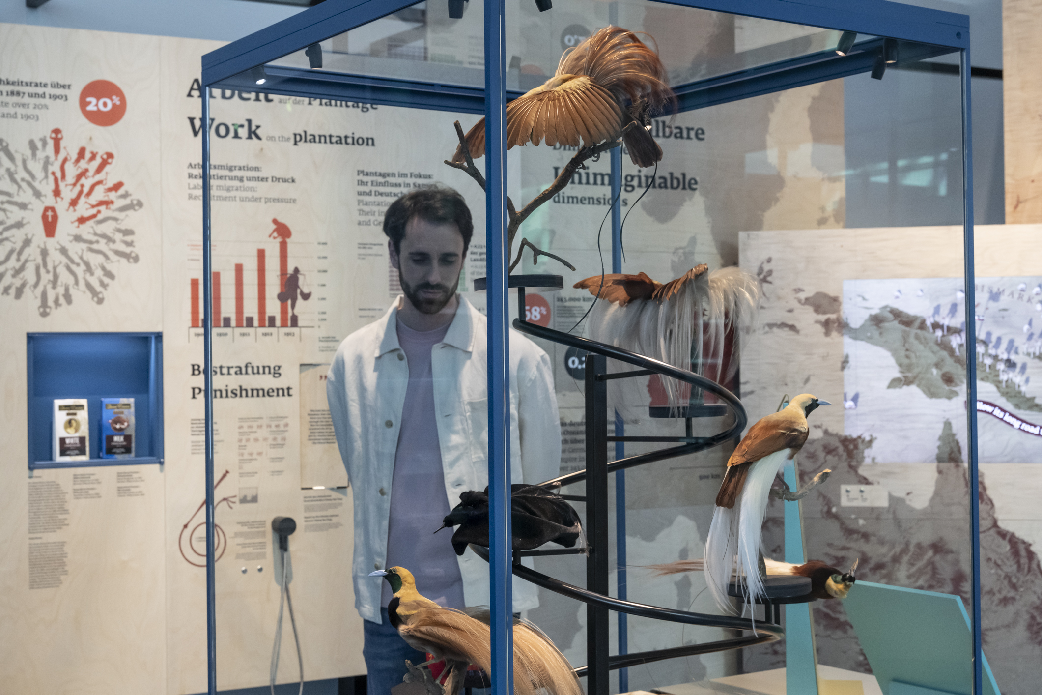 Der blaue Kontinent - Paradiesvögel im Bereich Kolonialismus (c) Übersee-Museum_Volker Beinhorn